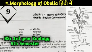 Morphology of Obelia in hindi  BSc 3rd year Zoology 5th Semester in hindi [upl. by Iphagenia817]