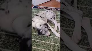 PAWFECTION  20240920 135210 greatdane cutedogs greatdaneworld greatdanetv dog puppy doglife [upl. by Aikenahs]