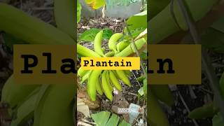 Plantain harvest August 2024 harvest [upl. by Dalston]