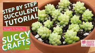 How to Revive Sedum Burrito Succulents [upl. by Novert]