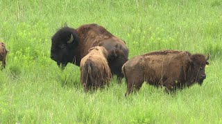 Buffalo released into restored prairie at Indiana Dinosaur Museum [upl. by Willing896]