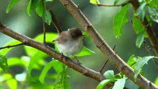 Superb Fairywren Superb BlueWren or Blue Wren Malurus cyaneus ♀  Prachtstaffelschwanz 2 [upl. by Manup]