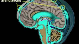 Cerebrospinal Fluid Circulation [upl. by Lower31]