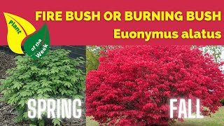 Fire Bush  Burning Bush  Euonymus alatus  Plant of the Week [upl. by Eliades498]