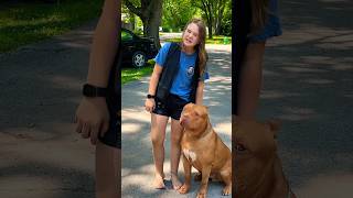 Giant Pitbull dogbreed puppy shortsvideos [upl. by Appolonia]