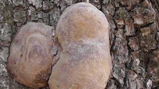 Species of mushrooms Robustus conk Phellinus robustus [upl. by Becht782]