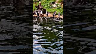 The penguins have lunch  Die Pinguine essen zu Mittag [upl. by Dupuy]