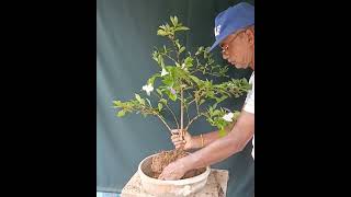 Repoting my Brunfelsia Yesterday today tomorrow [upl. by Hughie]