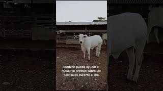 recoja del Ganado en Rancho Chacara Uberaba de Luis Rodríguez Canto pastoreo nocturno [upl. by Noelani]