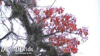 Erythrina falcata Fabaceae Brazilian Coral Tree Florianópolis [upl. by Nostets]