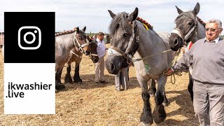 Belgisch Trekpaard  Concours Trait Belge à FrasneslezAnvaing  Draft Horses 4 Instagram [upl. by Roberto]