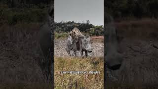 Leopard catches warthog Leopard catches warthog Animal World Animal World Highlights Fantastic B [upl. by Akinohs]