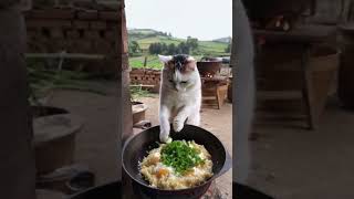 Kaise pata Lage Billi ko bhi kam karna padega 💯💯💯 cat dinner work funny shorts short cute [upl. by Ahsienek]