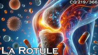 Anatomie de la rotule  CQ219 [upl. by Pollak]