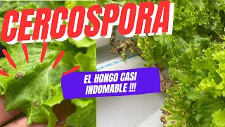 Cercospora como prevenirla y eliminarla [upl. by Franciscka9]