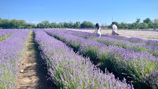 2024 Lavender Festival  Prince Edward County [upl. by Kciv]