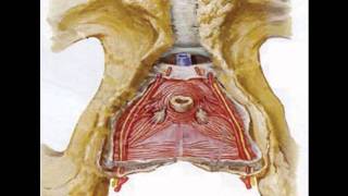 Pudendal Nerve Entrapment Pudendal Neuralgia Pelvis Anatomy [upl. by Adnaval446]