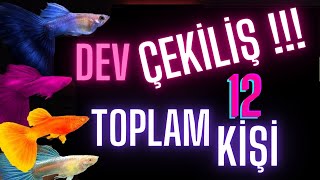 DEV ÇEKİLİŞ TOPLAM 12 KİŞİYE HEDİYE BALIK VE FİLTRE lepistes akvaryumbalıkları çekiliş [upl. by Mart]