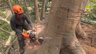 Dangerous  Cutting tall Albasia Trees stihl ms 261 [upl. by Seigel]