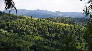 Il disboscamento nel polmone verde dEuropa gli alberi della Romania a rischio [upl. by Anirres916]