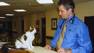 A 15yearold hospital therapy cat had special powers and did something hard to believe [upl. by Ymmas]