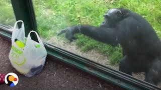 SMART Chimp Asks Zoo Visitors For Drink  The Dodo [upl. by Alica716]