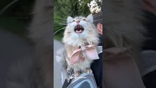 Very demure ekekeke siberiancat chirping adventurecat funnycats funnycatvideos fluffycat 猫動画 [upl. by Airaet]