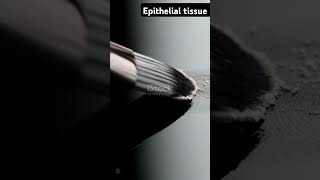 Epithelial tissue science ytshort facts science scifi biology knowledge knowledge [upl. by Belier]