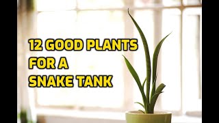 12 Good Plants For A Snake Tank [upl. by Annaiv]