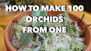 How to Make 100 Orchids From One Without Keiki Paste [upl. by Tsnre]