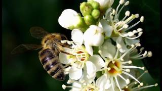 A focus on Portuguese Laurel  All you need to know about Prunus lusitanica hedging [upl. by Arbmahs]