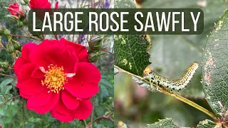 How to Identify and Control Large Rose Sawfly [upl. by Harrow]