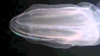 Ctenophore combjelly swimming [upl. by Aneerak446]