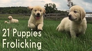 21 Adorable Golden Retrievers Puppies Play in a Field [upl. by Ryhpez]