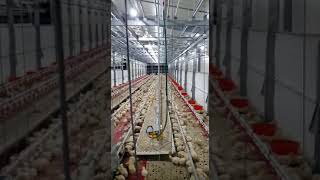 Best broiler rearing system [upl. by Tiras]