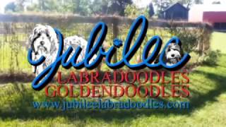 Labradoodles amp Goldendoodles Puppies in Michigan [upl. by Barnabe]