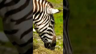 Animal NATURE Video [upl. by Ecineg437]