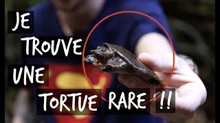 JE TROUVE UNE TORTUE RARE  TOOPET VLOG HERPING THAÏLANDE [upl. by Salokkin]