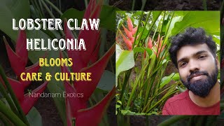 Lobster Claw Heliconia Plant  Culture and Care [upl. by Sergei58]