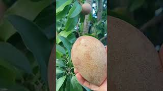 Enjoy Beautiful Nature With Rural Life  115Sapota Fruits Plants [upl. by Robbie]