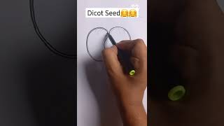 Dicot Seed Easy Labelled Diagram youtubeshorts ytshorts shorts viral biology drawing [upl. by Etsyrk]