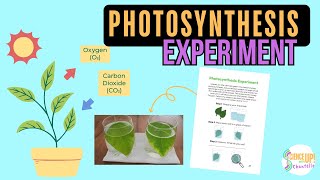 Photosynthesis Experiment Video Tutorial [upl. by Goldsworthy]