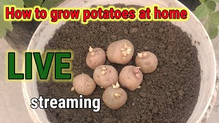 How to grow potatoes at home LIVE streaming [upl. by Ahsiel]