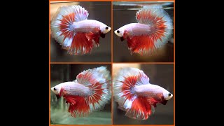 Betta Fish IMPERIAL RED DRAGON Rosetail Halfmoon Male X440 [upl. by Alegnave]