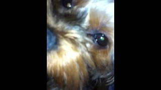 yorkie luxating patella yorkshire terrier just after operation [upl. by Seabrooke395]