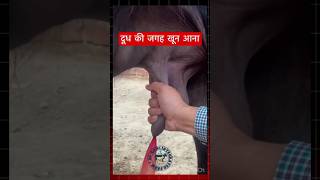 पशु के दूध के जगह खून आना cow buffalo mastitis thanela cattle veterinary vet farming shorts [upl. by Dedra205]