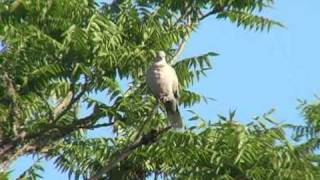 Eurasian CollaredDove calling [upl. by Anileve]