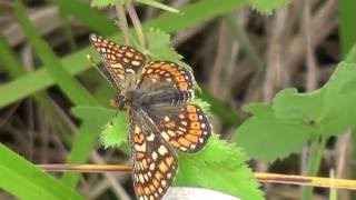 Prairies orchidées et papillons de France 23 [upl. by Byrn]