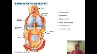 Articulações  2 [upl. by Eesdnil639]