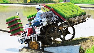 Wet Rice From Seed To Harvest Process  Amazing Modern Asia Agriculture Technology [upl. by Carmena]